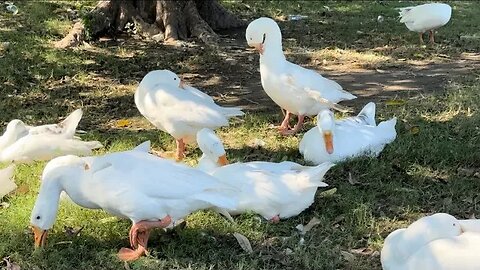 Ducks Quacking. Relax your mind.