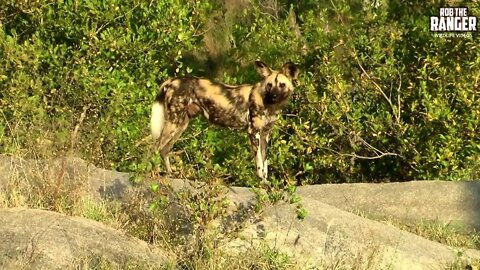 Following A Pack Of Painted Wolves To Their Den | Archive Footage