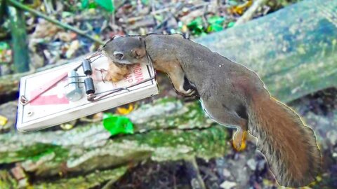Squirrel Tapping with Rat Traps pt.2
