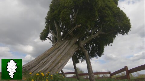 250 years old Rietekla juniper, biggest in Baltic states, Latvia