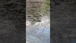 Ducks going for a swim