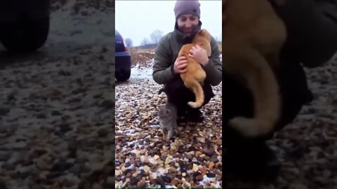 Cats need saving too #ukrainian #ukrainwar #catlover #cat