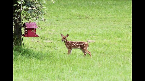 Fawns Playing, TX N. Hogs & Deer Wkly, 6/03/24