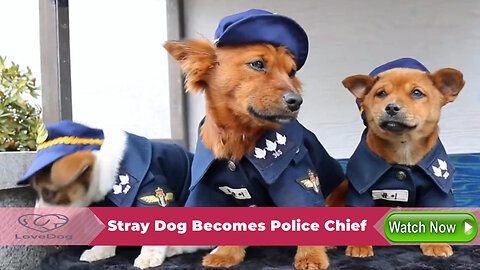 Stray Dog Becomes Police Chief, Leads Puppies to Police Station, a Heartwarming and Touching Story.