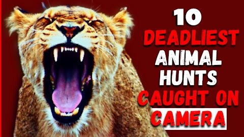 10 DEADLIEST ANIMAL HUNT CAUGHT ON CAMERA