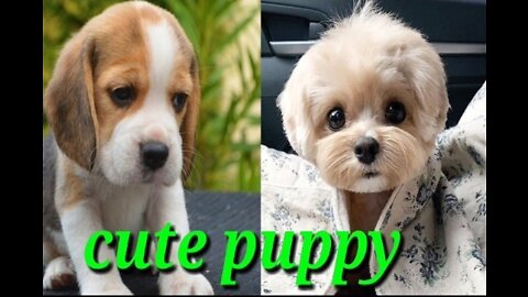 Funniest & Cutest Golden Retriever Puppies Funny Puppy Videos 2021
