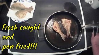 What's Cooking with The Bear???Pan fried fresh caught Crappie. #crappie #cookingcrappie