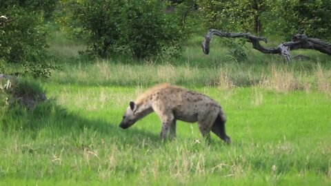 Hyena walks away at Moremi Game Reserve in Botswana