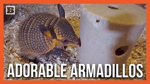 Zoo Releases Adorable Footage of First Screaming Hairy Armadillo Pup Births in Years