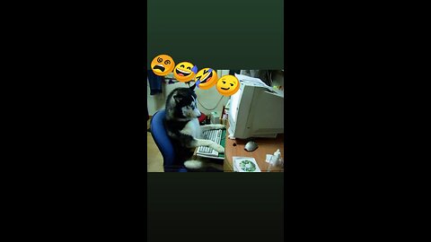 Dog playing pc and angry,player dogs ,funny dogs ,funny pets