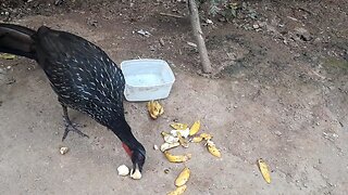 Jacu com muita fome Jacuaçu, jacuguaçu, guans