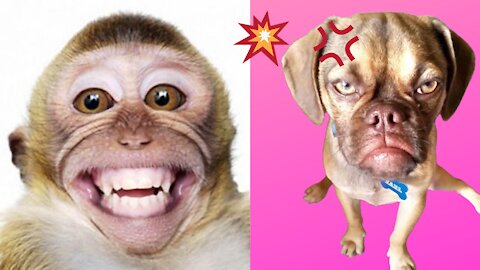 Monkey and dog funny moments comedy status for whatsapp tik tok