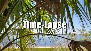 Porter Island Shore through a palm tree Time-Lapse