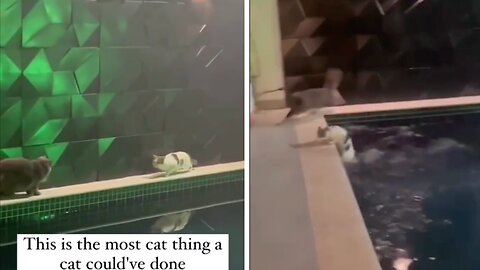 This is the most Cat thing a Cat Could've Done