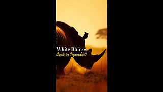 #RhinocerosReturn: The Reintroduction of White Rhinos to Uganda after Decades of Extinction