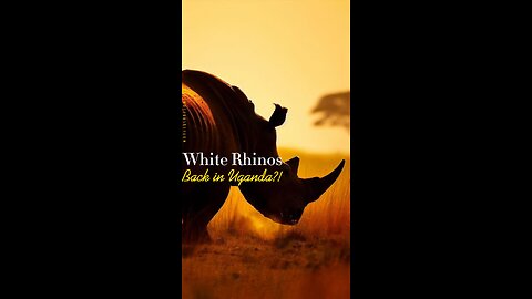 #RhinocerosReturn: The Reintroduction of White Rhinos to Uganda after Decades of Extinction