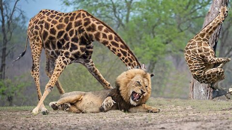 Wildlife Brave Giraffe Kick Five Lion To Save Baby - Power of LION In The Animal World But FAIL