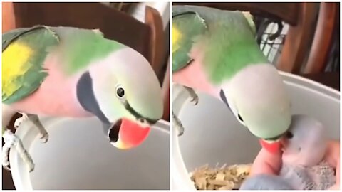 Talking parrot teach her baby's how to talk lovely video the video you must watch