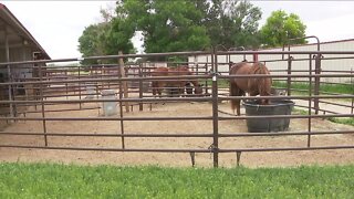 Denver7 viewers raise funds for Colorado Therapeutic Riding Center after truck theft