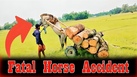 Horse Drawn Carriage | Fatal Horse Accidents | Herd of Horses Running Free Video by Notun Luxury