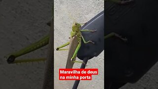 maravilha de Deus #shortsyoutube #shorts #shortvideo #short