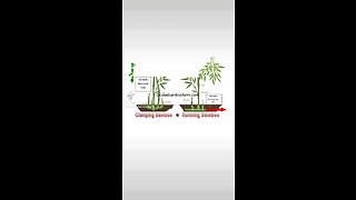 Why should I buy my bamboo from a licensed bamboo nursery?