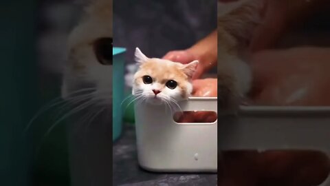 memandikan anak kucing || CAT vs BATH #shorts #cat #funnycat #videoshorts #kucingimut