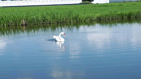 Beautiful swan in the pond
