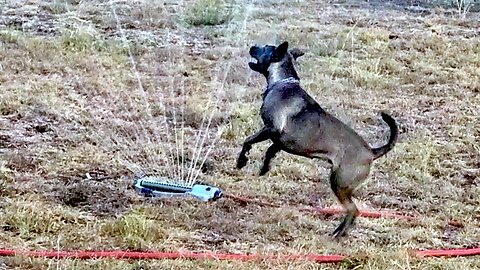 Rescued Dog Gets Excited For Sprinkler Play Time