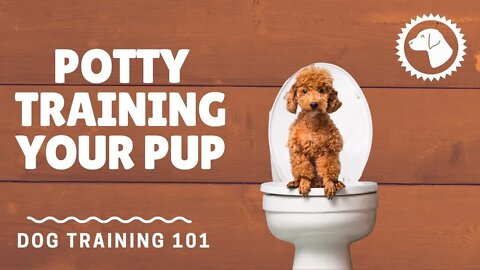 Potty Training Your Pup - The Do's and Don’ts | DOG TRAINING 🐶 #BrooklynsCorner