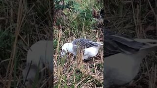 Female pilgrim goose free ranging