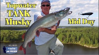 Topwater TANK Musky at Mid Day!