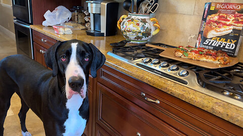 Great Dane Checks Out Stuffed Crust Pizza