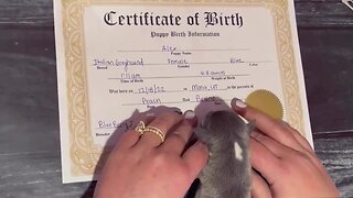 Adorable baby pup leaves paw prints on her birth certificate
