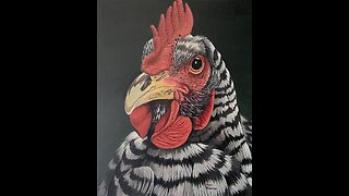 Barred Rock Chicken