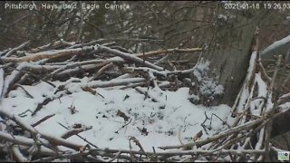 Hays Eagles Dad flys into nest then Mom 1.17.21 324PM