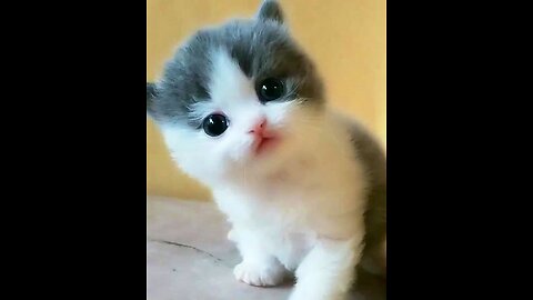 Baby Cats - Funny and Cute Cat Videos Compilation 2022