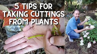 💪✂ 5 Tips for Taking Cuttings From Plants - #shorts ✂🌿