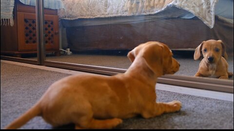 Cute puppy enjoy with mirror 😍 😅