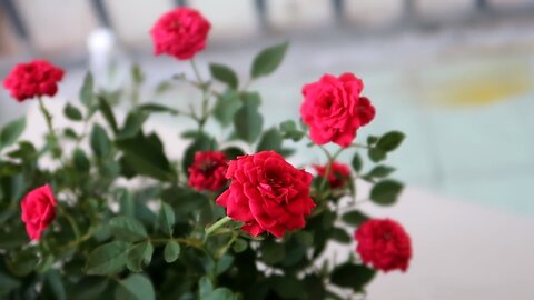 How to grow roses for beginners