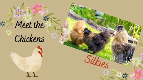 Meet the Chickens ~ Silkies