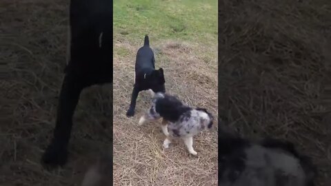 Cane Corso PUPPY Dominates Australian Shepherd PUPPY