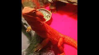 bearded dragons Unboxing fire 🔥 red morph baby bearded dragon 🐉
