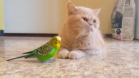 Кот и птица, милые животные #243