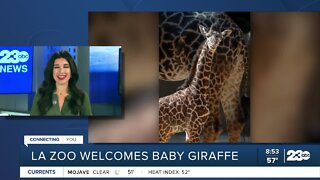 LA Zoo Welcomes largest baby giraffe in their history