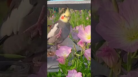 Cute Cockatiels 😍