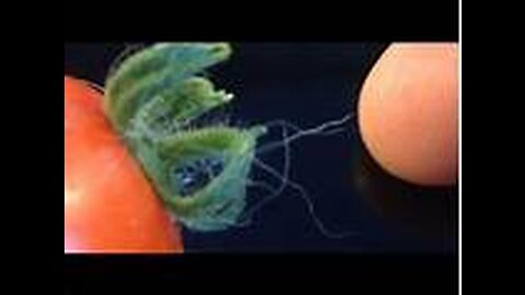 Morgellons & Smart Dust Infecting the Masses. Excerpt of Bases Lecture by Harald Kautz Vella
