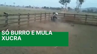 Só BURRO E MULA XUCRA - Videos Engraçados 2021