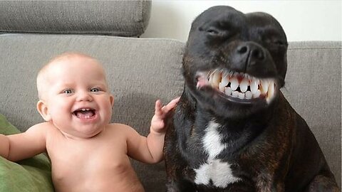 Cats And Dogs With Children - Funny Dogs