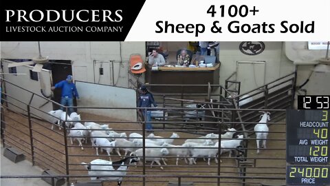 10/25/2022 - Producers Livestock Company Sheep & Goat Auction